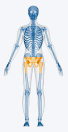 pelvis